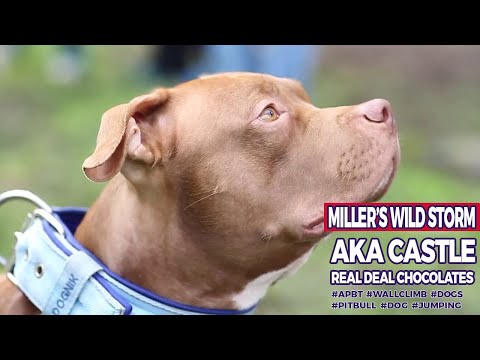 Miller’s Wild Storm aka Castle - Real Deal Chocolates #APBT #PITBULL #VIRAL #VIDEO #YOUTUBE