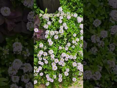 ロッカリー用の花の咲くグランドカバー：高山庭園を作るにはどの種を選ぶべきですか？  庭園