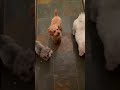 David Friesen | jazz doggies after a home gig