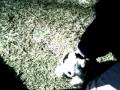 Webkinz Adventure Part 1