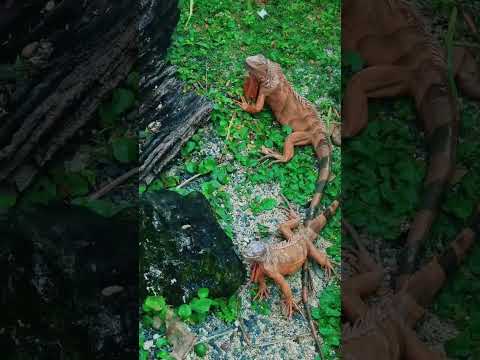 Đón Sân Bay Liên Khương Ghép Tour Đà Lạt Trong Ngày Video tour Đà Lạt và săn mây Cầu Đất cùng Taxi Đức Trọng