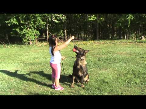 TOP 4 YR OLD GIRL TRAINER IN THE COUNTRY FOR SCHUTZHUND