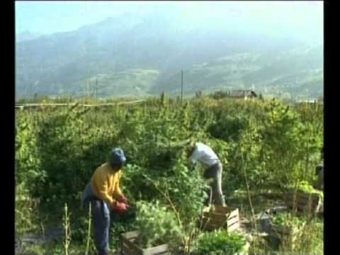 Слушать i песни про коноплю как делать кашку из конопли