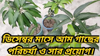 ফল গাছের পরিচর্যা