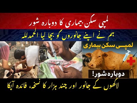 Lumpy skin disease again? II Save animals from Lumpy skin II Treatment of lumpy skin disease 