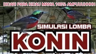 Download lagu Masteran simulasi konin juara Ampuh 100% joss mp3 Download lagu Masteran simulasi konin juara Ampuh 100% joss mp3