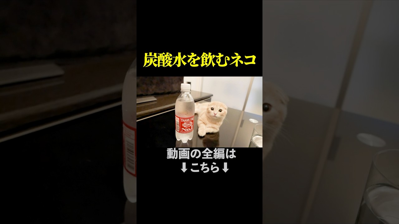 子猫が初めて炭酸水を見たときの反応。#shorts #cat #ねこ ＃猫　#ねこのいる生活
