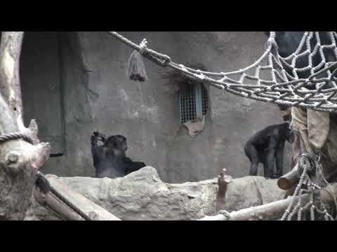 !neue junge Chimp-Dame aus Kopenhagen kurz im Hintergrund, Zoo Leipzig 070120,53