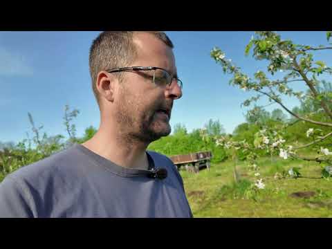 🎥 Proč sázím muchovník? | Superovoce do každé zahrady 💪🍇  Radkův sad