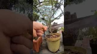 La Ruda es muy fácil de cuidar, mira esto🌱 #jardin