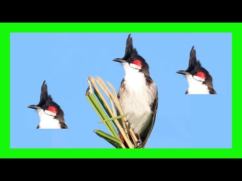 Bulbul červenofúzy (Pycnonotus jocosus) — starostlivosť, voliéra a kŕmenie