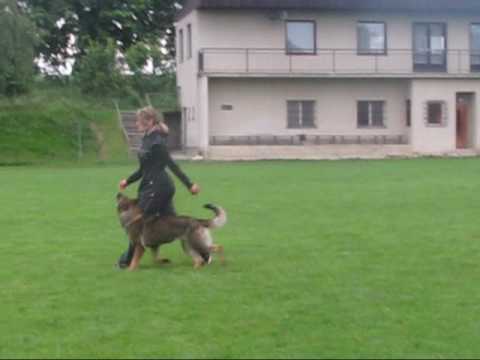 Astoria Daniel Bohemia - obedience June 2010