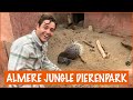 Stekelvarkens voeren in de jungle! | DierenpraatTV