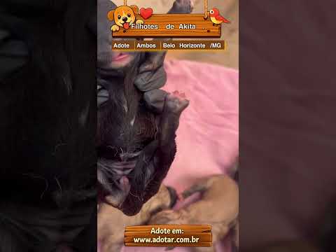 Vídeo de Kyara akita inu