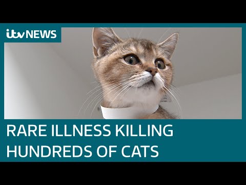 Hundreds of cats die from rare Pancytopenia illness | ITV News