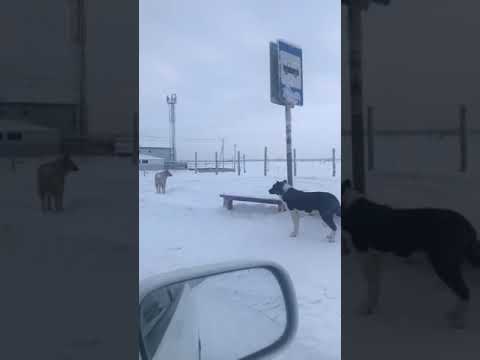 В Якутске за неделю бродячие собаки искусали 9 человек В Якутске за неделю бродячие собаки искусали 9 человек