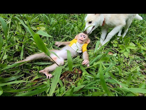 Dramatic Rescue Baby Monkey Bika Saved from Neighbor s Bullying!