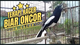 Download lagu Suara Burung Kacer Bikin Lawan Emosi Gacor, Pancingan Kacer Agar Cepat Emosi Gacor mp3