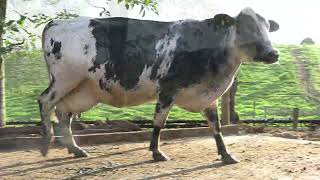 Vídeo 35 - 1º LEILÃO ANUAL SITIO TIMOTEO | VACAS 3/4 E 7/8