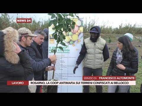 ROSARNO, LA COOP ANTIMAFIA SUI TERRENI CONFISCATI AI BELLOCCO