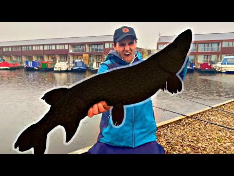 HE CAUGHT THE MARINA MONSTER - Pike fishing with deadbaits