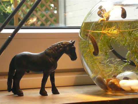 Blutegeltanz Hirudo Medizinalis