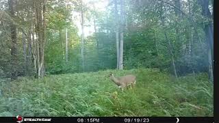 How thoroughly can deer cover an area while feeding   Here a time lapse of pictures on one trail cam