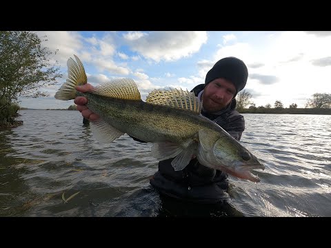 TRAILER - Auf diesen Köder beißen alle Räuber - RF Blue CHATTERBAIT #12