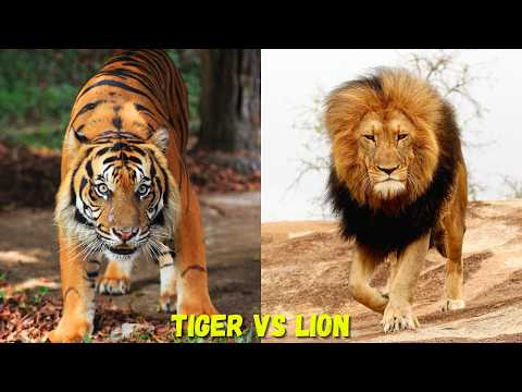 Tiger vs Lion: Who’s the Real King of the Jungle? | Big Cats Comparison