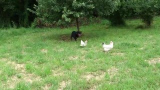 preview picture of video 'Cali (rottweiler) et ses poules'