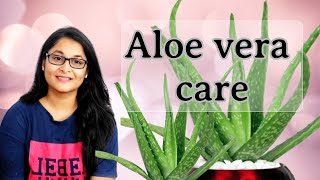 🔴Aloe Vera plant, Aloe vera plant care , एलो वेरा की देखभाल  #aloevera #gardening #plants