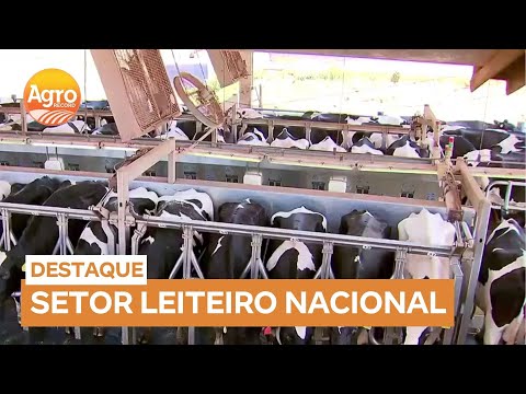 Produção de leite: fazenda em Descalvado (SP) está entre as 10 maiores do Brasil