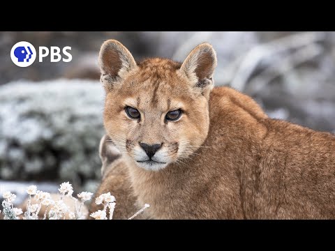 Puma-Mutter bringt Tochter das Jagen bei