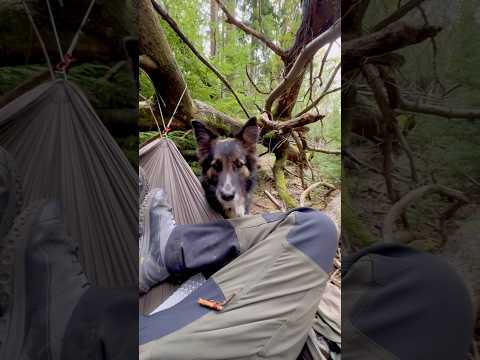 From Zen Mode to Dog Dad Duties 🐾😂