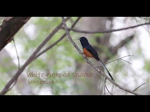 White rumped shama by Nearby Nature
