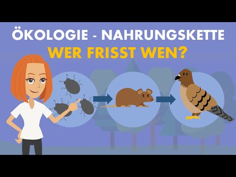 Nahrungskette - Nahrungsnetz, Trophieebenen, Ökologie | Studyflix