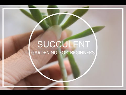 How to Propagate Succulents from Leaves(Urdu,Hindi)