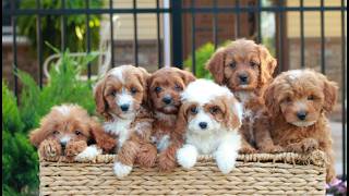Video preview image #1 Cavapoo (Miniature) Puppy For Sale in LITITZ, PA, USA