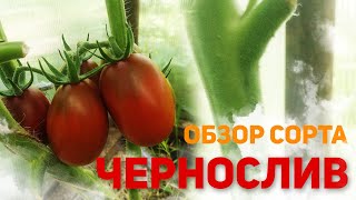 Томат Чернослив: описание сорта, характеристики, посадка и выращивание, болезни и вредители, отзывы | Новости садоводства