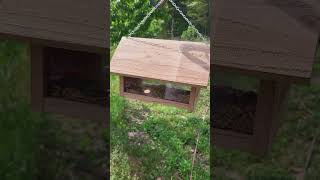 I think soldier fly larvae can be great wild bird feed. What do you think? #wildbirds #bsfl