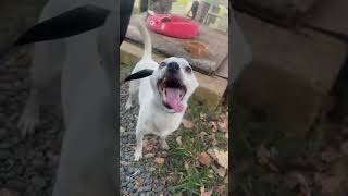 Video preview image #1 Chihuahua-Unknown Mix Puppy For Sale in Virginia Beach, VA, USA