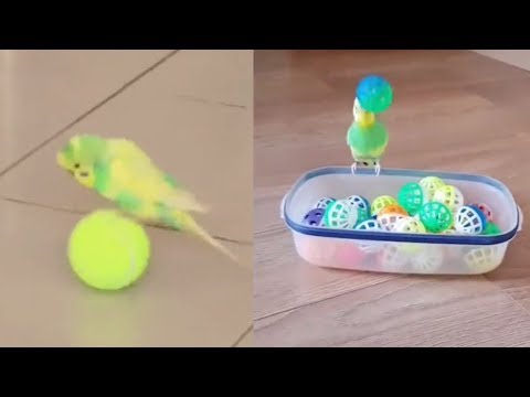 Compilation de perruches mignonnes et amusantes