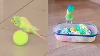 Miniature vidéo