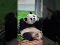 Giant #Panda Yu Ai's Adorable Bamboo Break: Using Her Head to "Crack" the Stalk! #cutepanda #fyp
