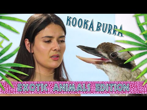 Patti Reviews Exotic Animals: Kookaburra