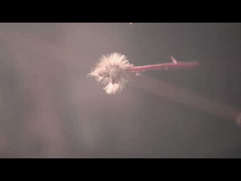 Simone Cristicchi ACCADE | videoclip ufficiale