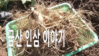 금산 인삼 이야기