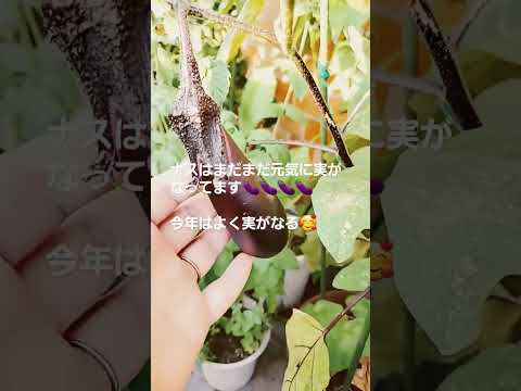 園芸 ナスの植物を家庭菜園に移植するにはどうすればよいですか?