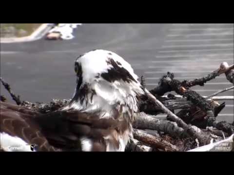 Cornell Lab~Hellgate~Louis brings Huge fish for Iris~11 30 am ish 5 20 2017 by Flyeagel78