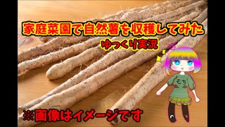 家庭菜園の自然薯を掘り出したらまさかの結果に？ゆっくり実況